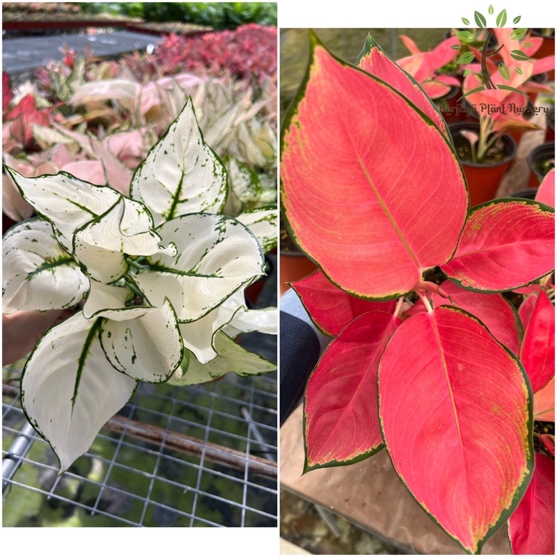 Aglaonema(Pokok Bunga Hidup/Pokok Hiasan Dalam Rumah/Real Live Indoor