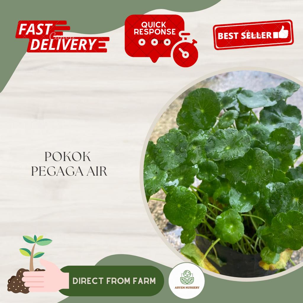 Aryen Nursery || Pokok Pegaga Air | Shopee Malaysia