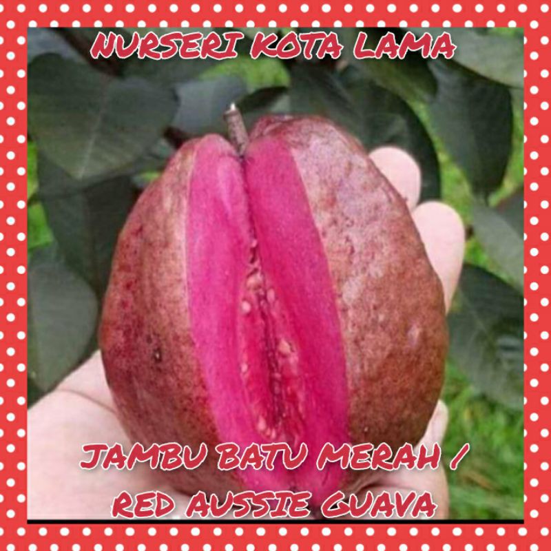 🔥RARE🔥 POKOK JAMBU BATU MERAH AUSTRALIA HYBRID / Red Aussie Guava Tree ...