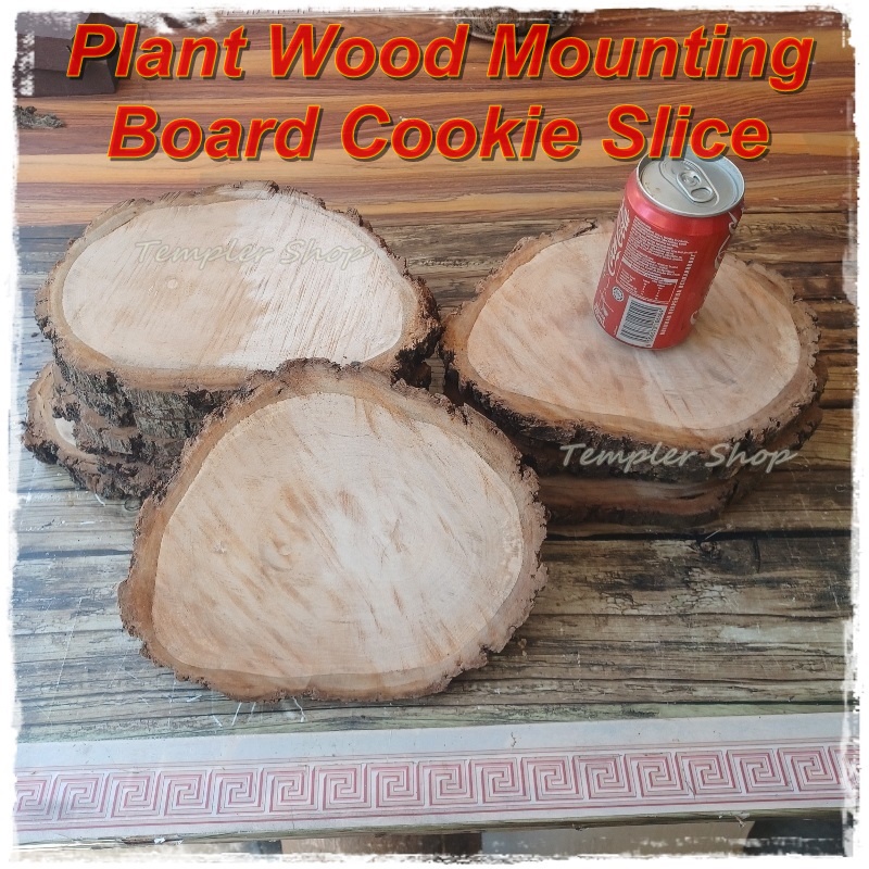 Orchid Platycerium Staghorn Wood Mounting Board Natural Odd Wooden Mount Slab Media Shopee