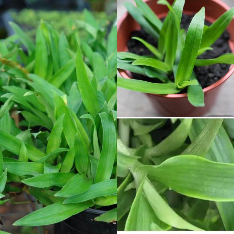 Rumput Cina / Rumput Beijing / Rumput Siti Khadijah BANYAK KHASIAT ...