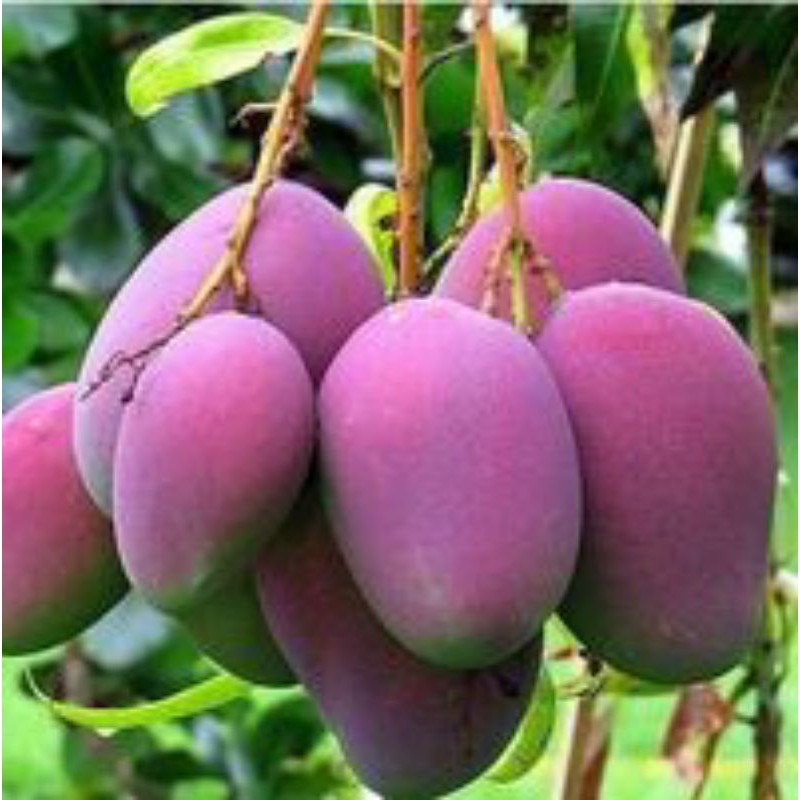 Pokok Mangga Irwin Erwin Harum manis cokanan r2e2 taiwan red lemak madu ...