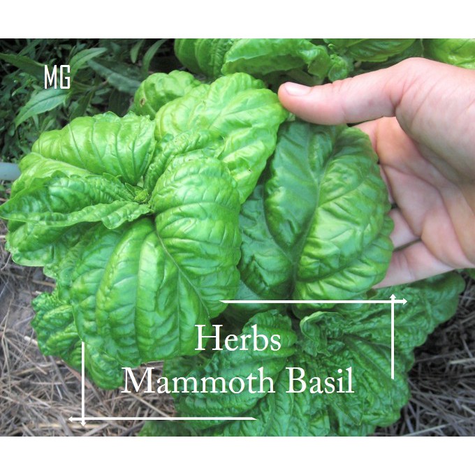 Edible Sweet Mammoth Basil Herbs seeds 100 seed Pot Friendly