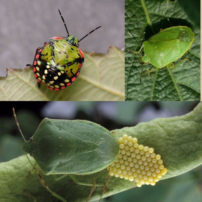 Racun Serangga shield vegetable southern green stink bug selamat kepada ...