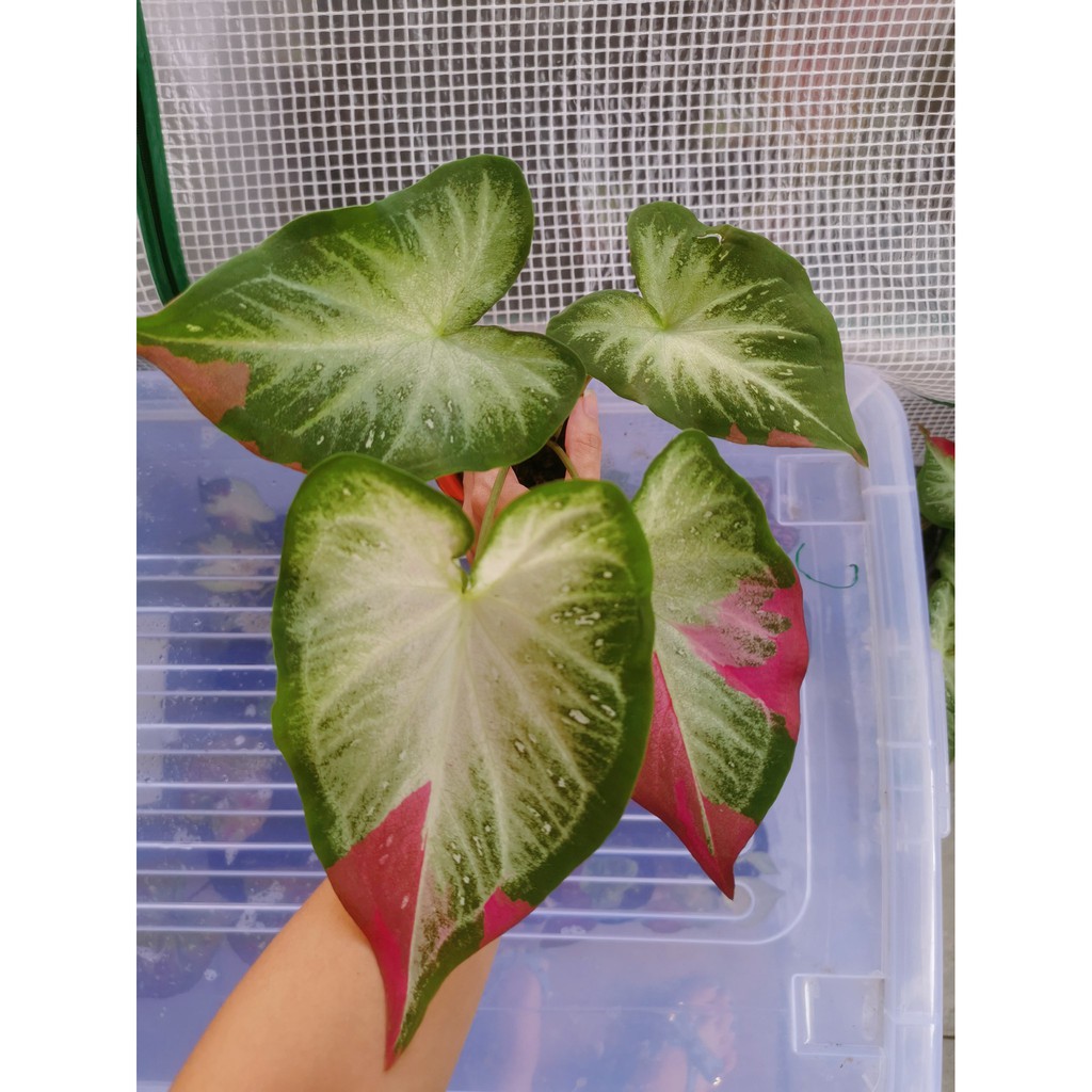 RARE Caladium Keladi Thai Mix Live Plant Pokok Besar seperti gambar ...