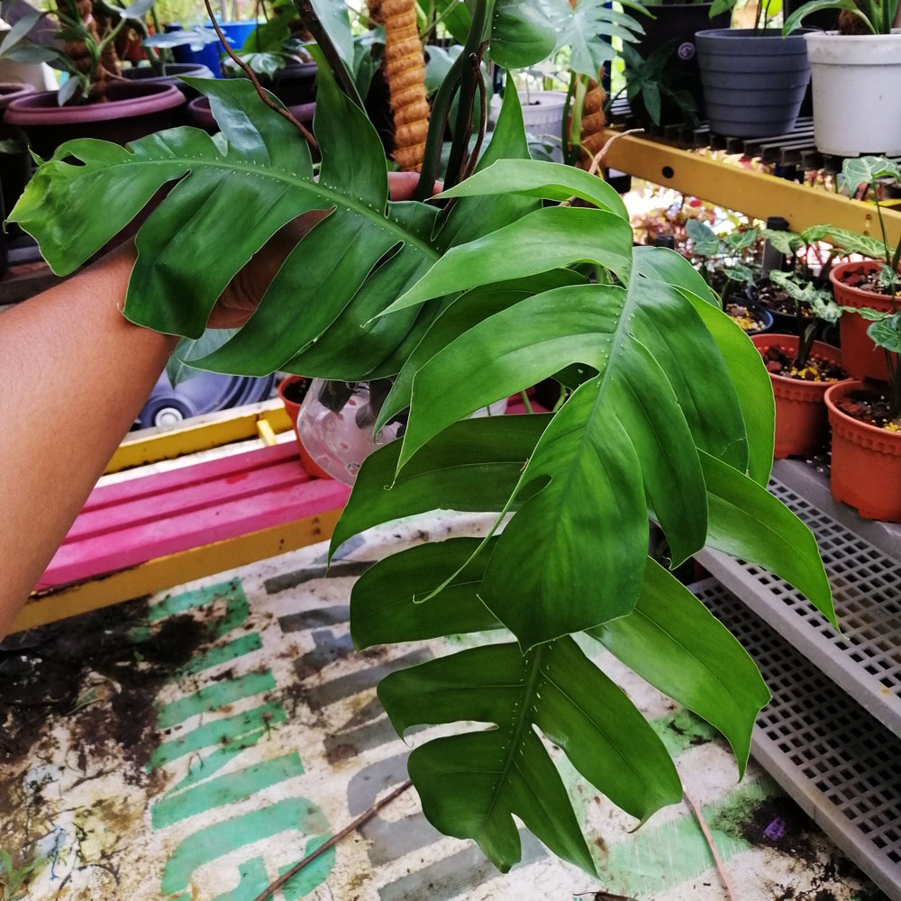 Epipremnum Pinnatun 'Dragon Tail' - Live Plant Cuttings | Shopee Malaysia