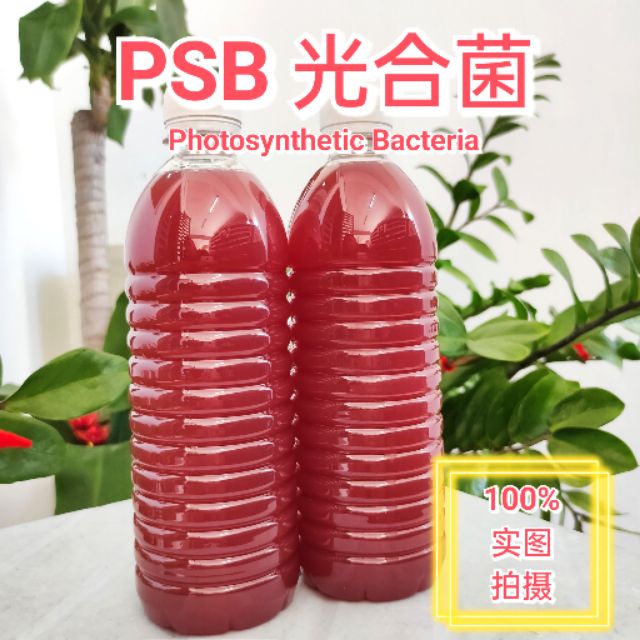 100% PSB光合菌(Photosynthetic Bacteria) - Ready Stock 500ml