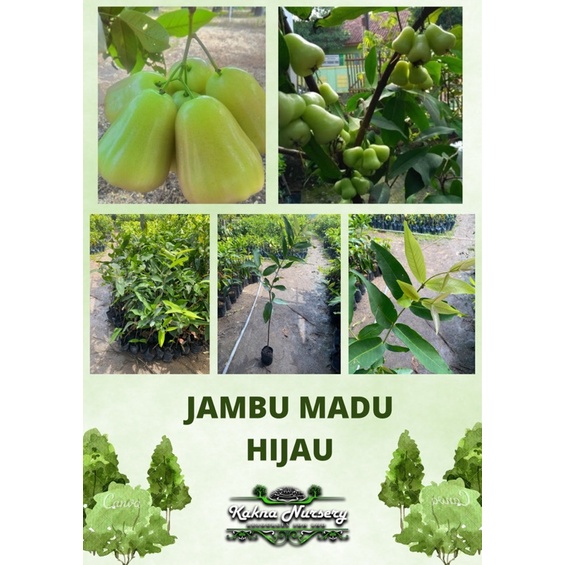 Jambu Madu Hijau Pokok Jambu Anak Pokok Hybrid Pokok Kahwin