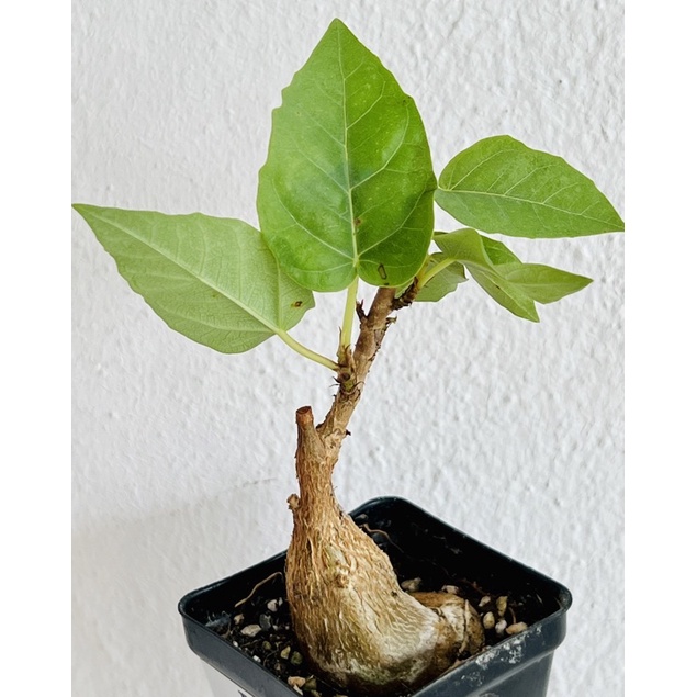 Ficus palmeri (mini bonsai)/ | Shopee Malaysia