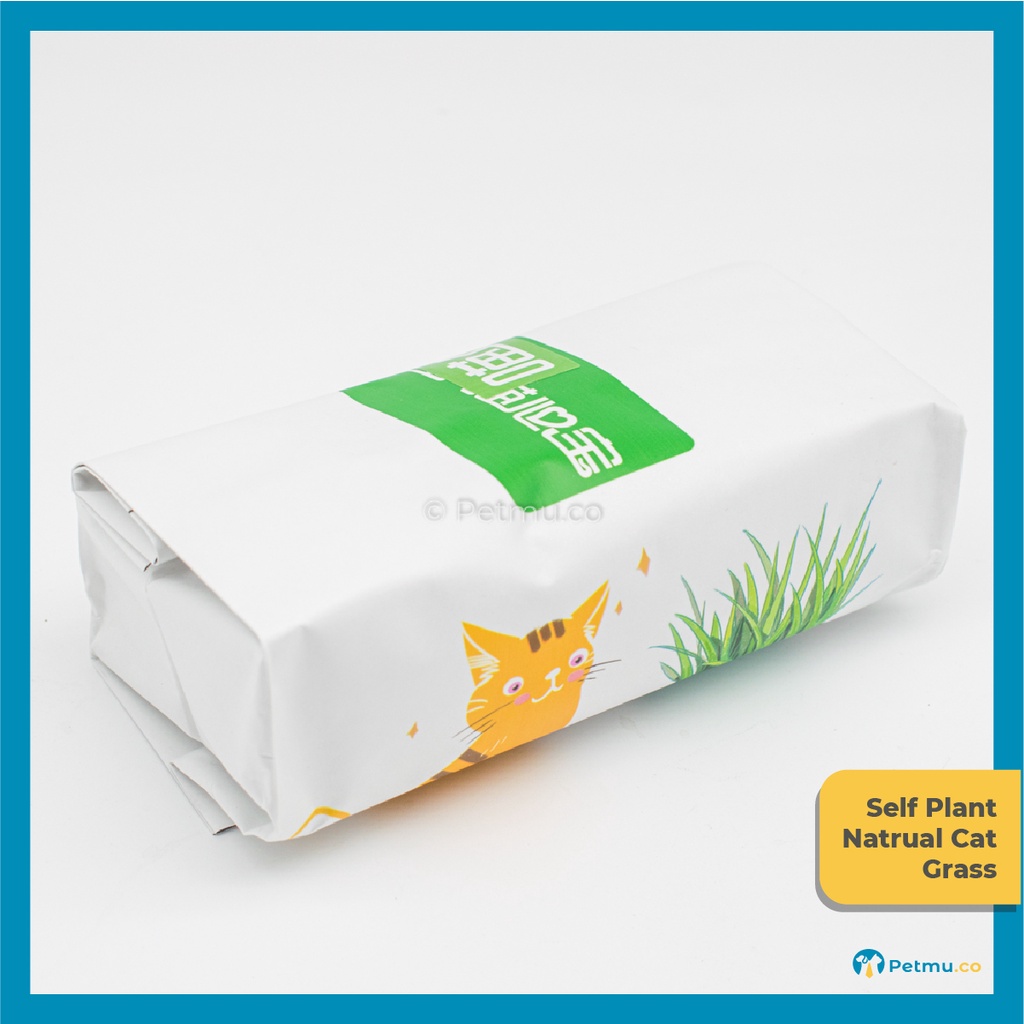 Self Plant and Grow Soilless Mudless Natural Cat Grass Easy Grow ...