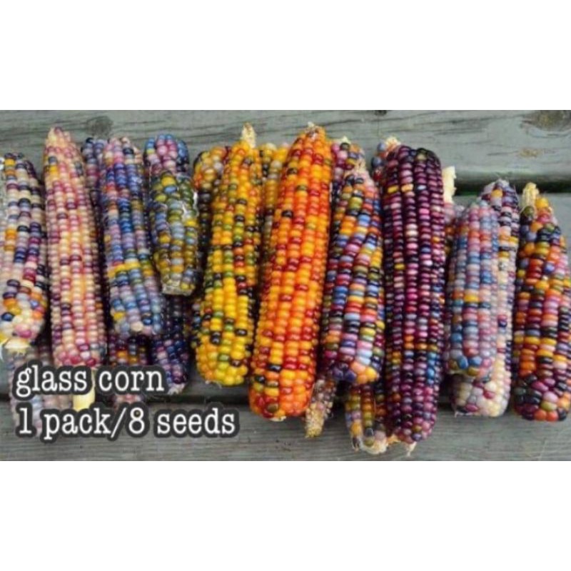 Jagung Viral ( glass corn ) Shopee Malaysia
