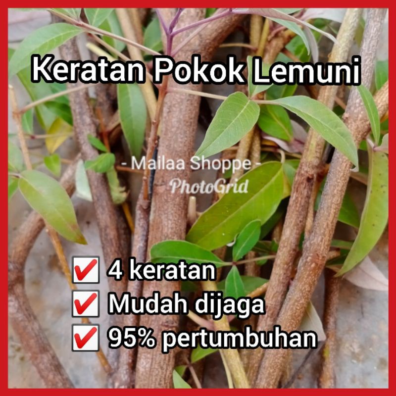 🔥Keratan Pokok Lemuni🔥Jom masak nasi lemak lemuni 👍 | Shopee Malaysia