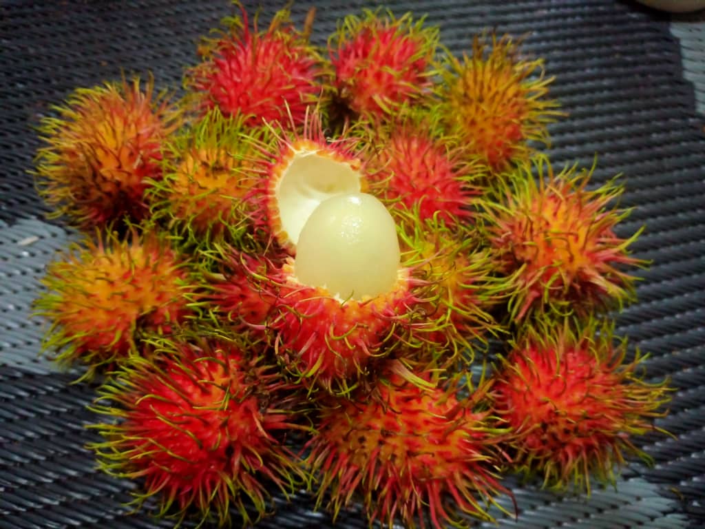 Pokok Rambutan Keruk/Kerok/Kerak Nyior/Nyiur Pokok Besar | Shopee Malaysia