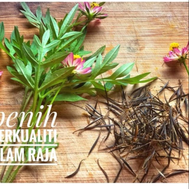 Biji Benih Ulam Raja | Shopee Malaysia