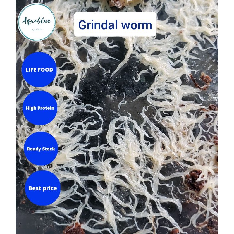 grindal worm / cacing grindal starter culture | Shopee Malaysia
