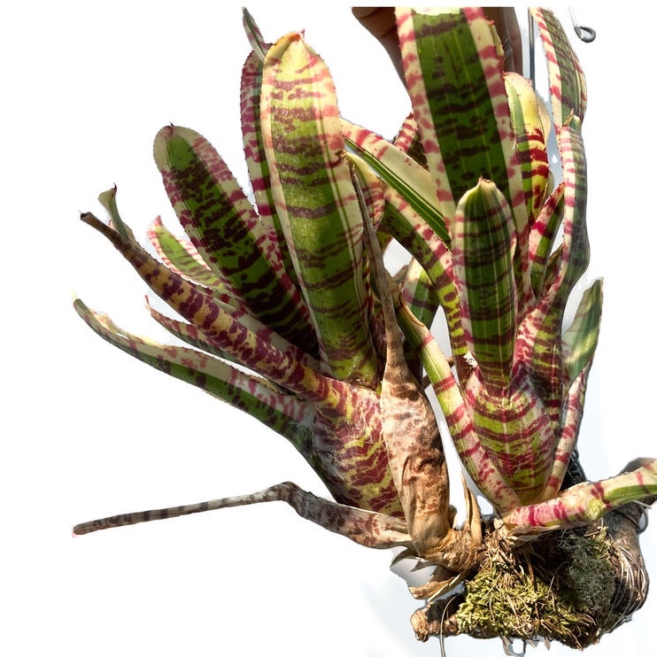 [READYSTOCK] Bromeliad Sub-species Neoregelia Wild & Crazy Rabbit ...