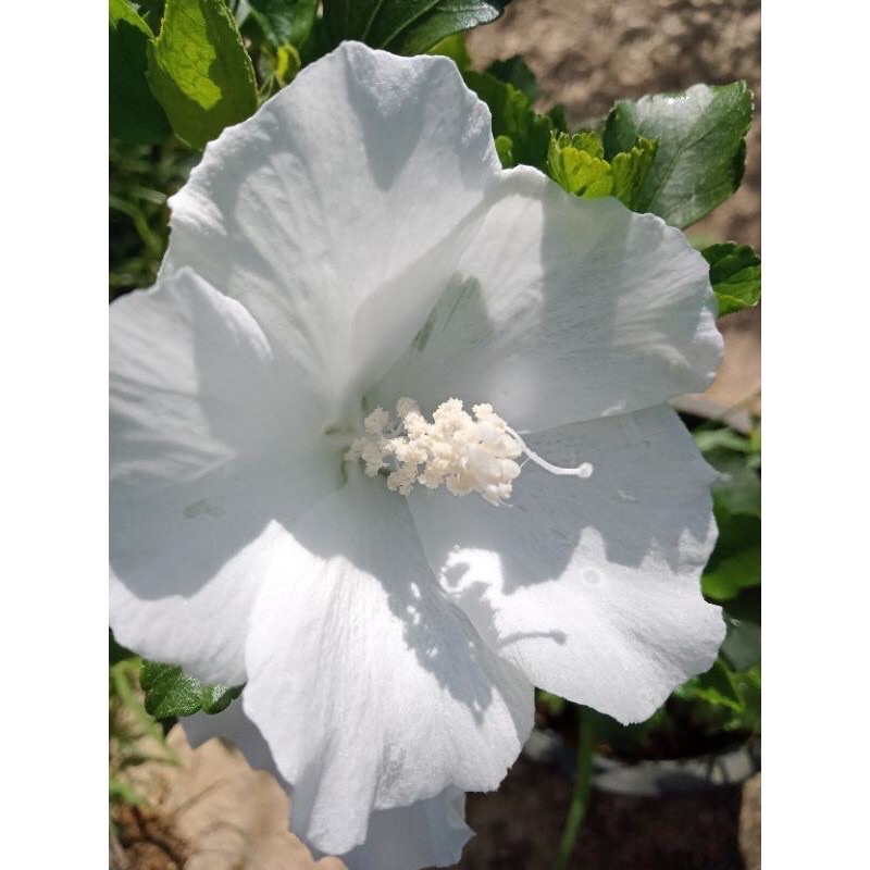 ZM Bunga Raya Carnation Putih / White Carnation Hidiscus | Shopee Malaysia