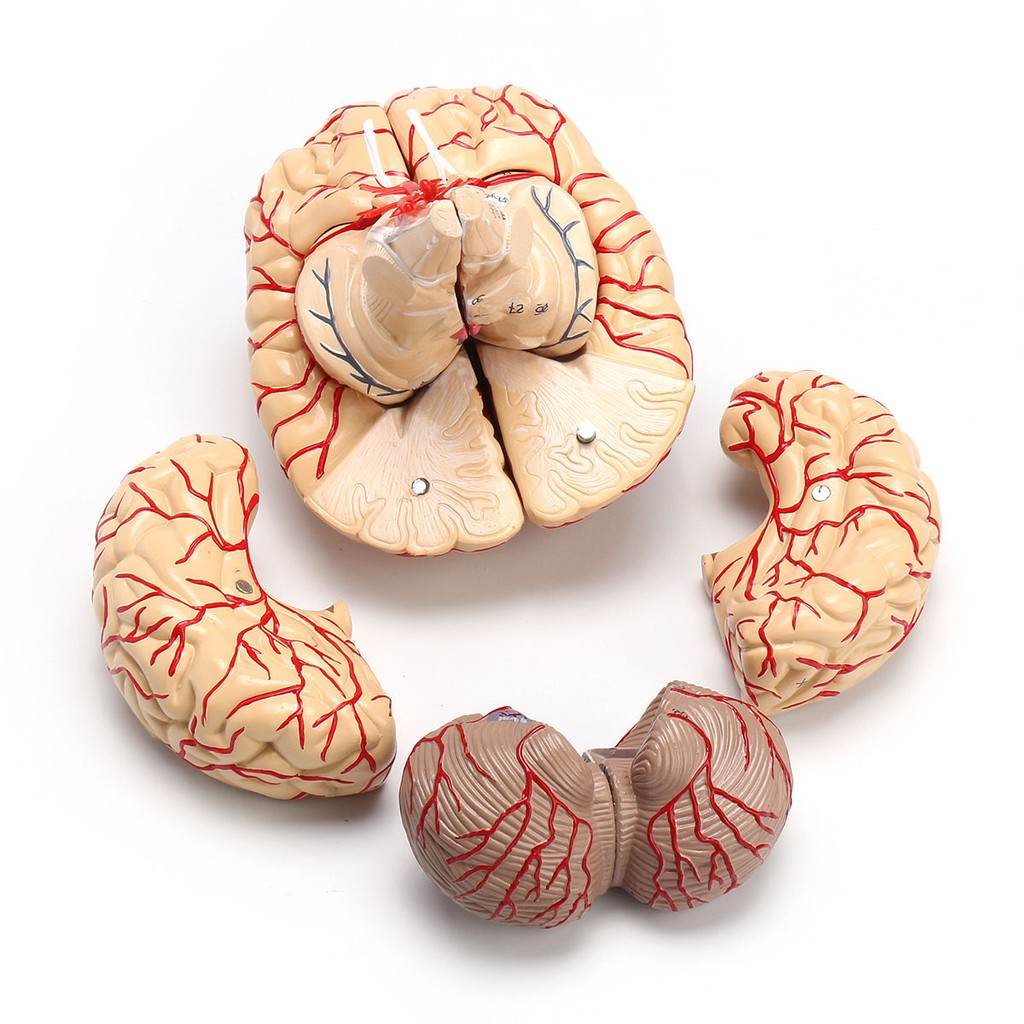 New Anatomical Medical Arteries Model Organ Life Size Human Brain ...