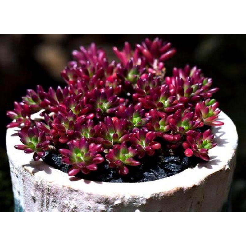 (Succulents) Portulaca Gilliesii Purple Rice 紫米 多肉 | Shopee Malaysia