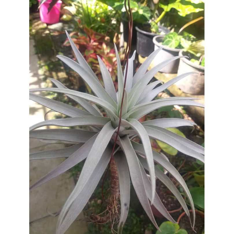 Airplant - T.harisi( giant form) | Shopee Malaysia