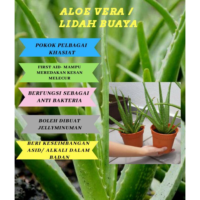 Pokok Aloe Vera / Lidah Buaya .. Wajib Ada Disetiap Rumah | Shopee Malaysia