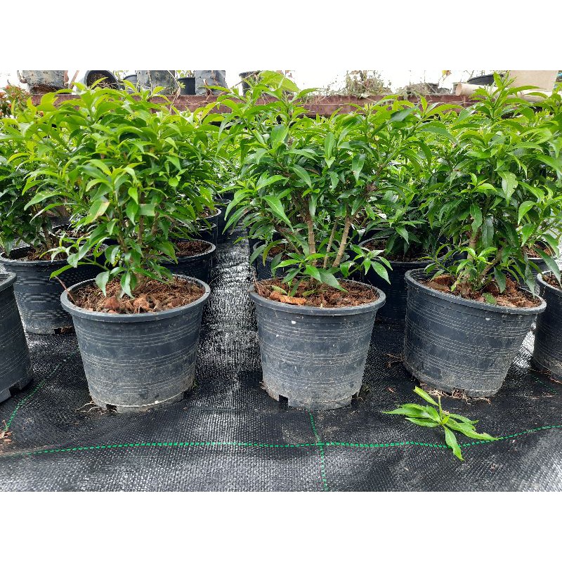 Pokok Jasmine Thai Bonsai Bunga Laman | Shopee Malaysia