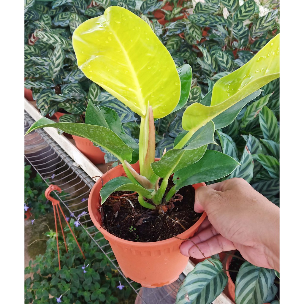 monstera monkey leaf wasser Monstera Monkey Mask in Glas kaufen? | Bo Kito main image 0