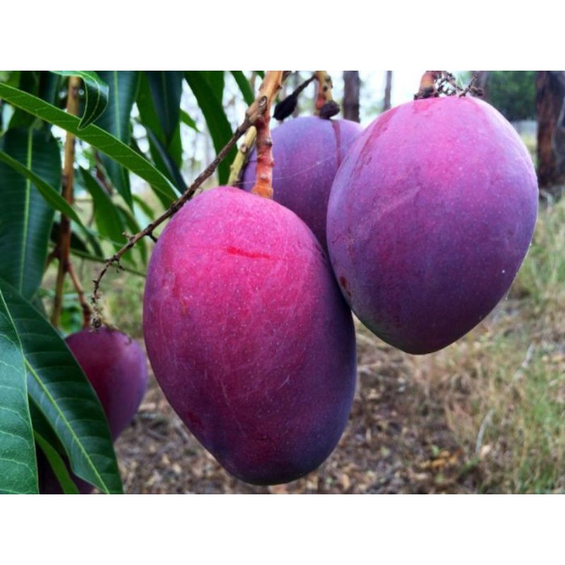 Pokok Mangga Irwin Erwin Harum manis cokanan r2e2 taiwan red lemak madu ...