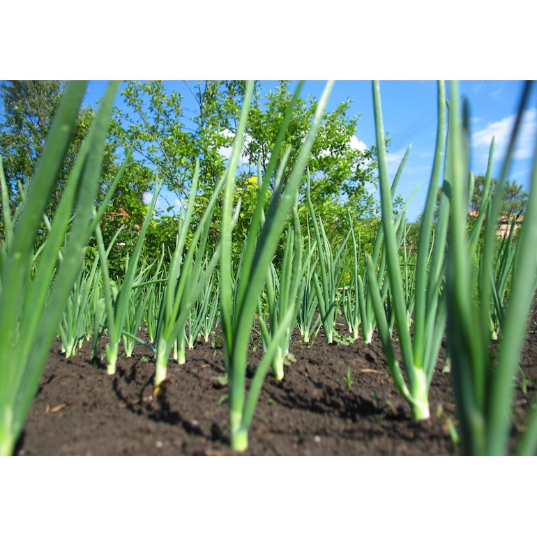 Benih Daun Bawang / Spring Onion Seed | Shopee Malaysia