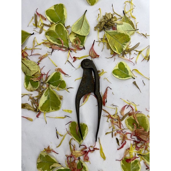 Kacip Pinang Antik Buta Sebelah | Shopee Malaysia
