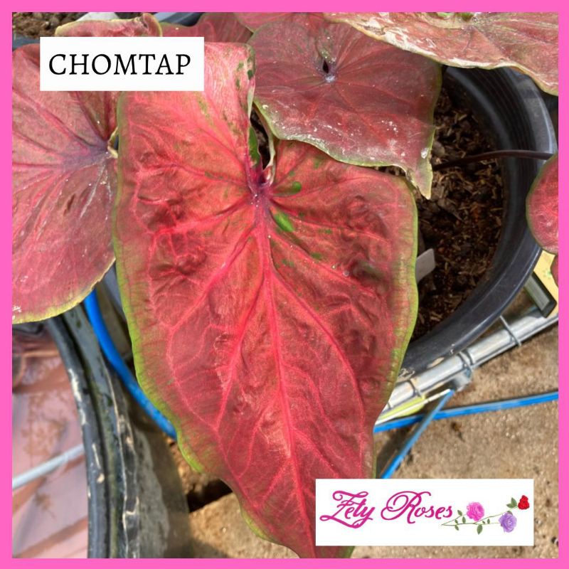 (READY STOCK) KELADI CHOMTAP ZETY ROSES | Shopee Malaysia