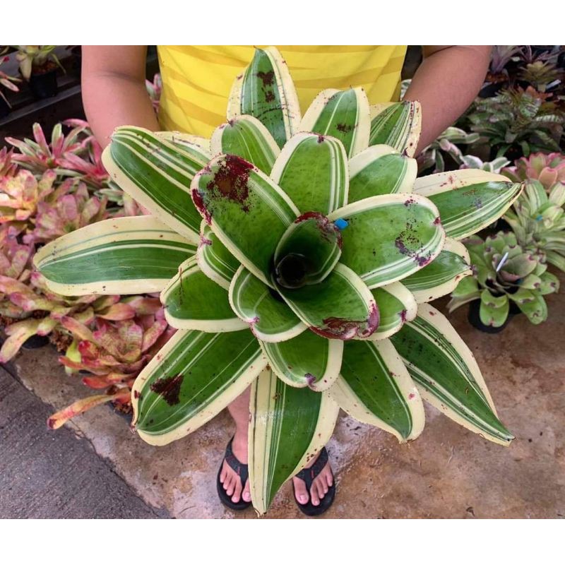 🔥SALE 🔥Bromeliad Inkwell Albo | Shopee Malaysia