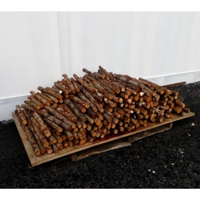 kayu api camping , bbq , salai dll | Shopee Malaysia