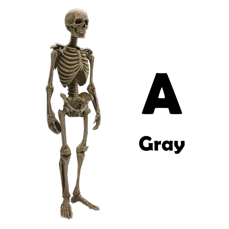 SO-TA 1/12 Human Bone Bones 6