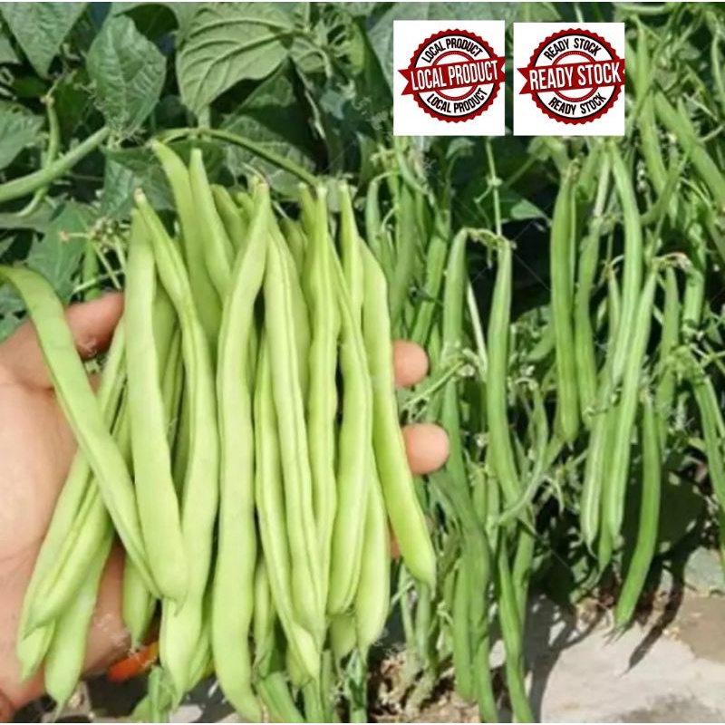 15 BIJI BENIH(REPACK) KACANG BUNCIS.STRING BEANS. | Shopee Malaysia