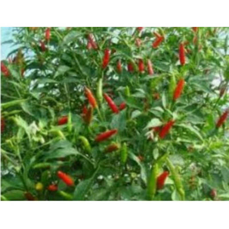 Anak pokok cili padi kg di dalam polybang. | Shopee Malaysia