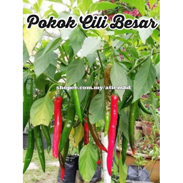 Biji Benih Cili Merah Besar Cili Sambal Cili Besar🌶️🌶️ 20 Pcs