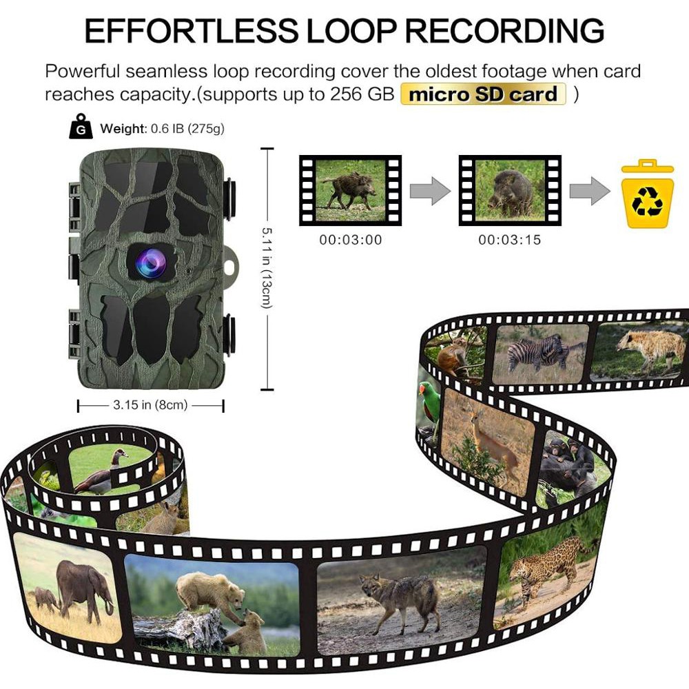 night vision camera trap