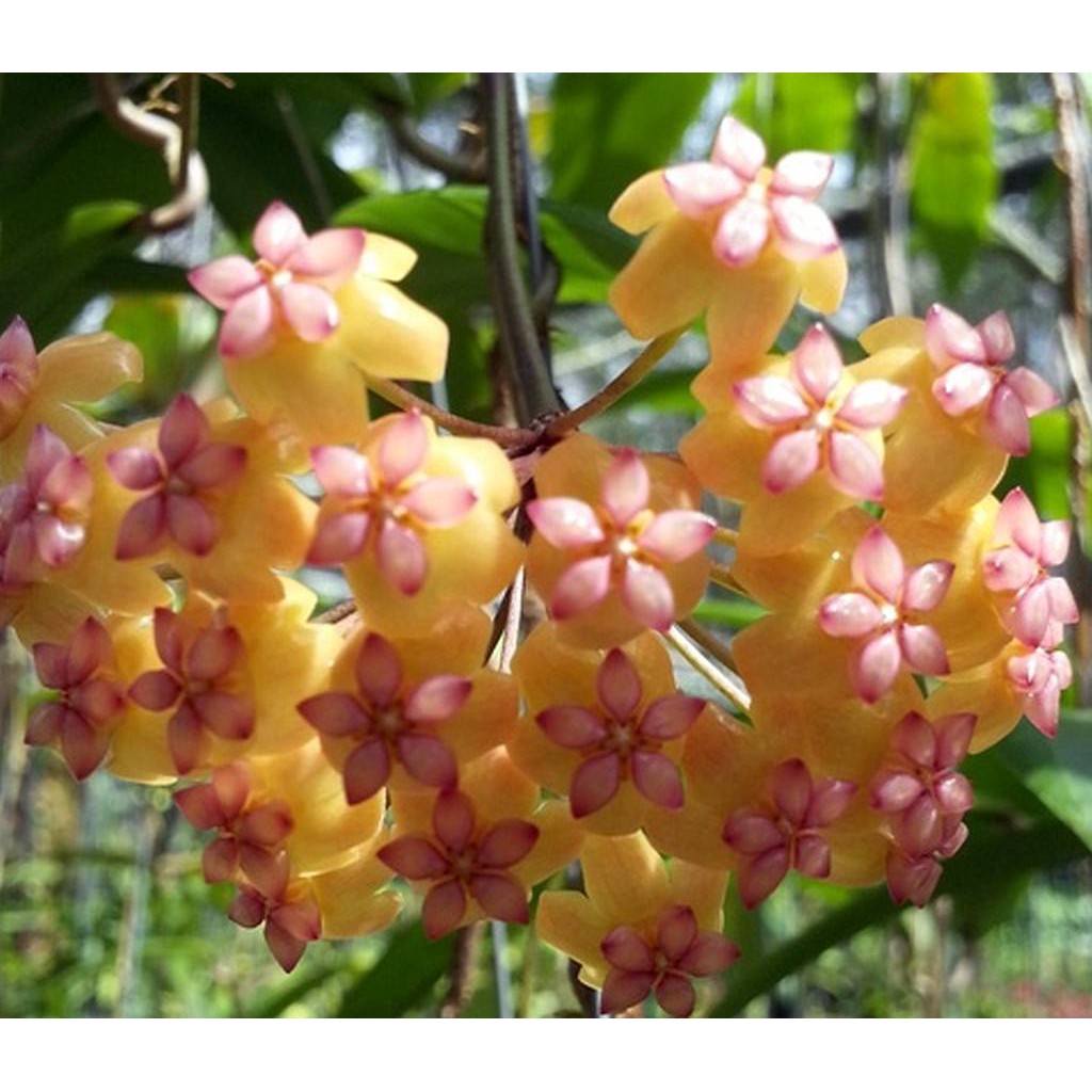 Hoya Soligamiana Levering Sjaelden Plante