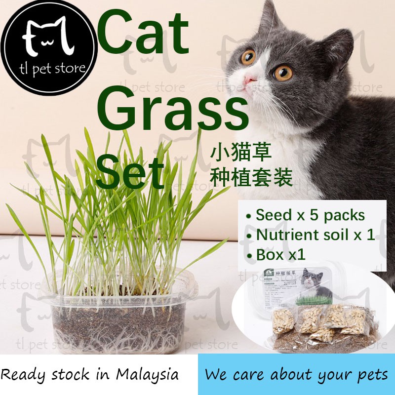 Taotaopets Cat Grass Seed Planter Box Cat Grass Set Kotak Tanam