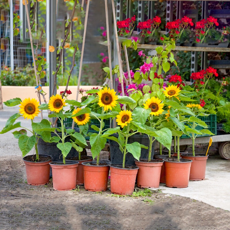 Benih Bunga Matahari Renek 8pcs/Dwarf Sunflower/矮生向日葵籽 | Shopee Malaysia