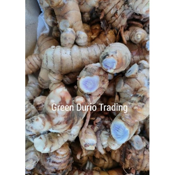 100gram Rizom Curcuma Caesia India Black Tumeric Shopee Malaysia