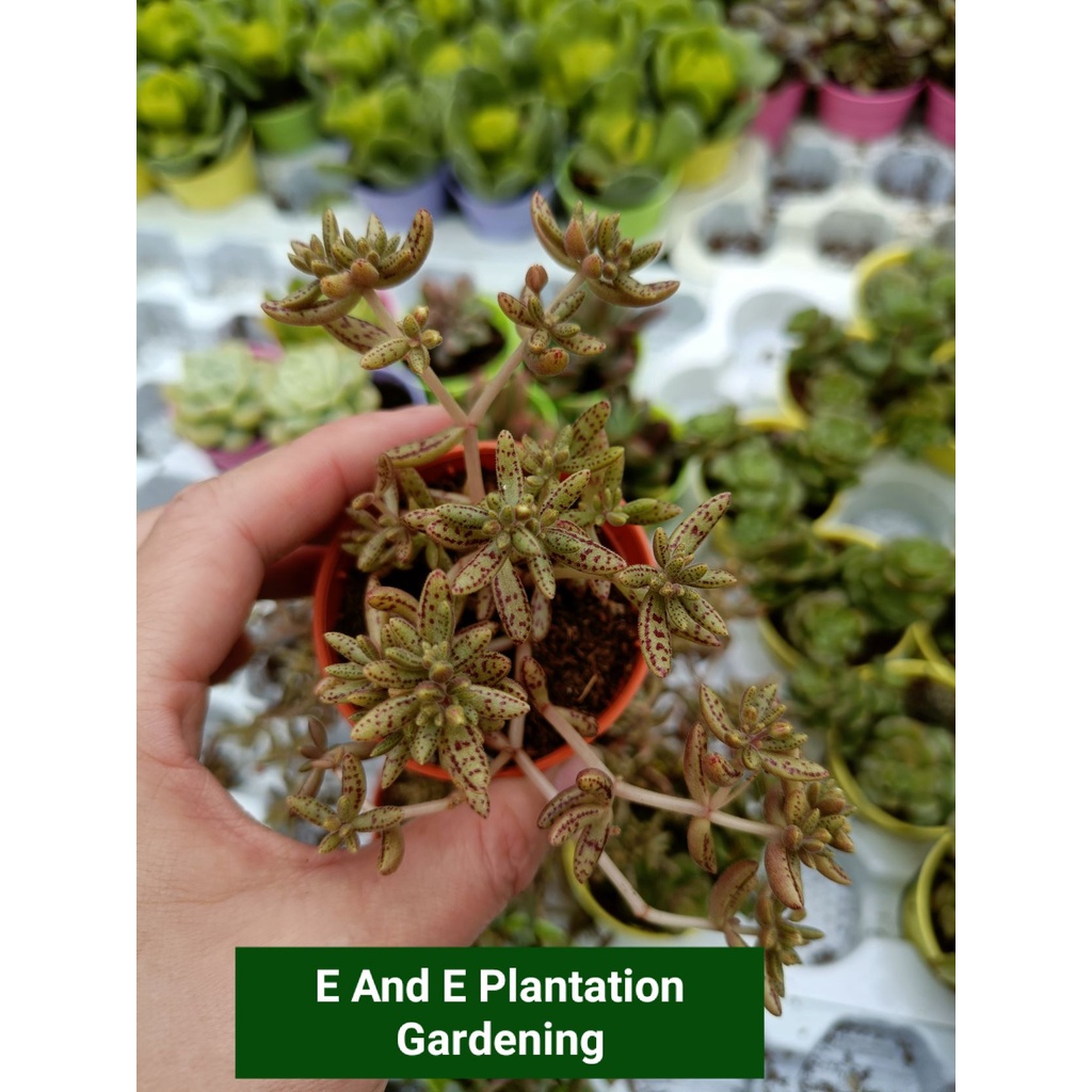 ene-ready-stock-monanthes-anagensis-succulent-plants