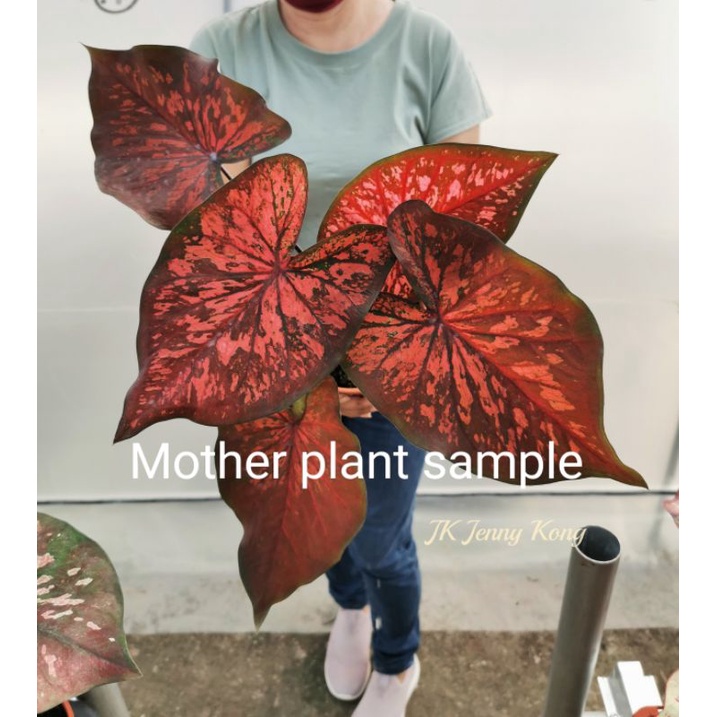 Rare caladium/keladi Thai rare/Red ruby/phet monthon | Shopee Malaysia