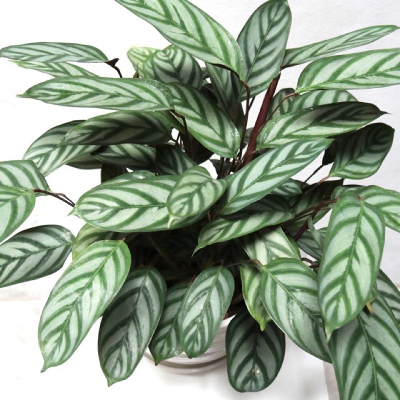 Calathea Majestica Exotica Live Indoors Plant | Shopee Malaysia