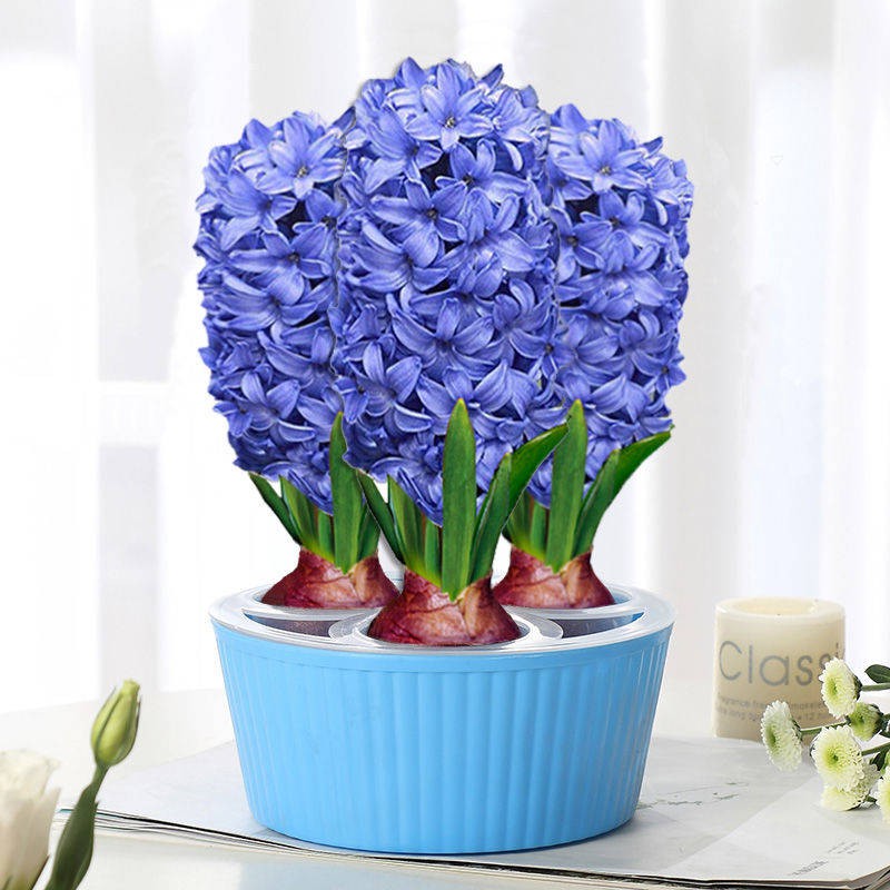 Plant seed ready stock Hyacinth bulb hydroponic potted hydroponic plant ...