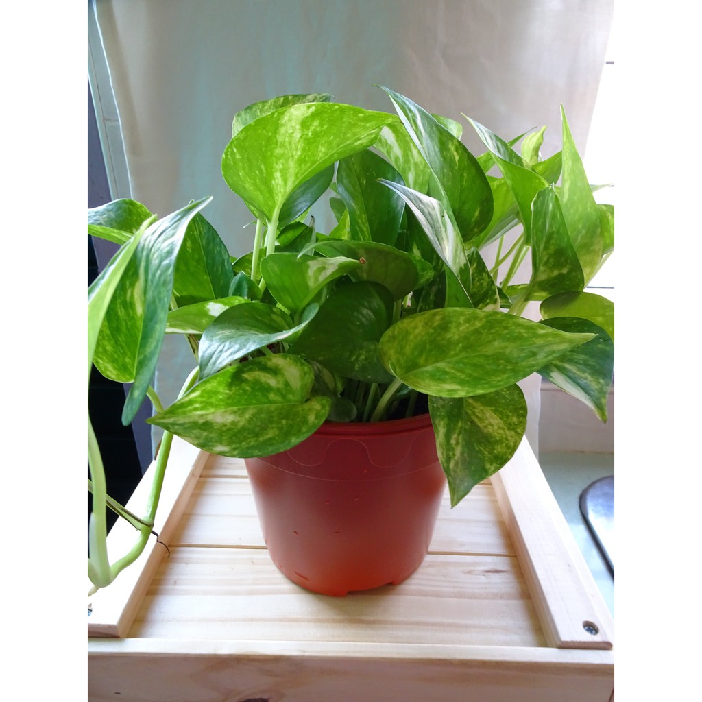 Money Plant main image 0