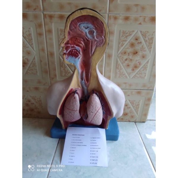 Respiratory Tract Educational Aid torso model Body organ Respiratory ...