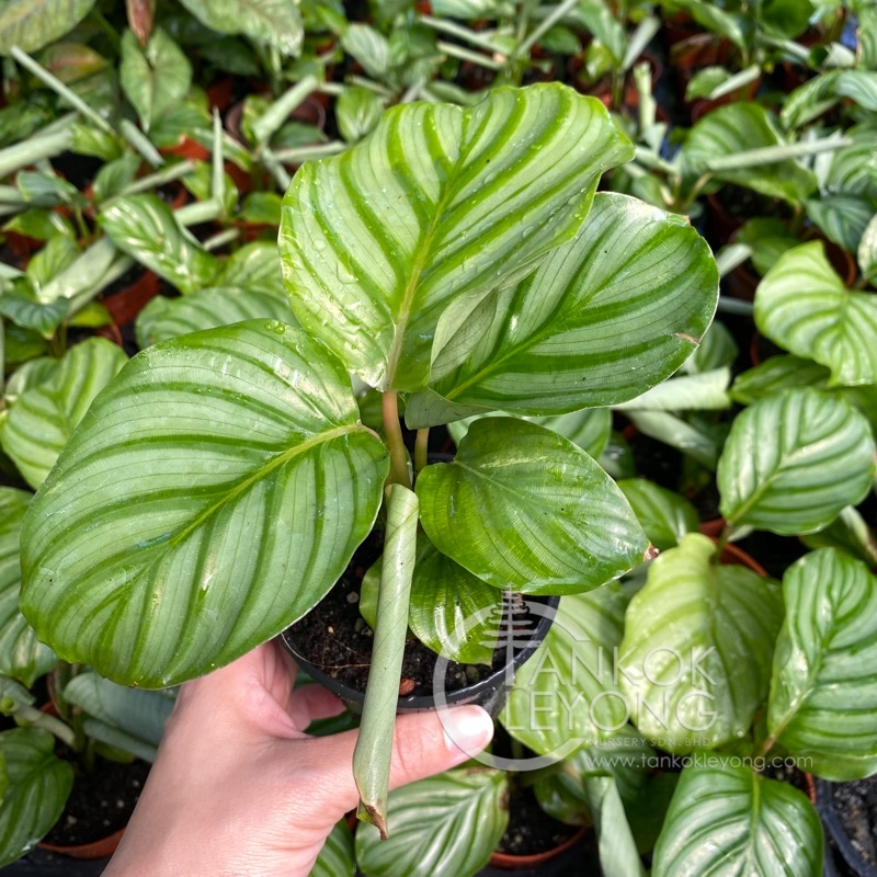 [Rare] TKL - Calathea Rotundifolia Fasciata/Orbifolia/Calathea Fasciata ...