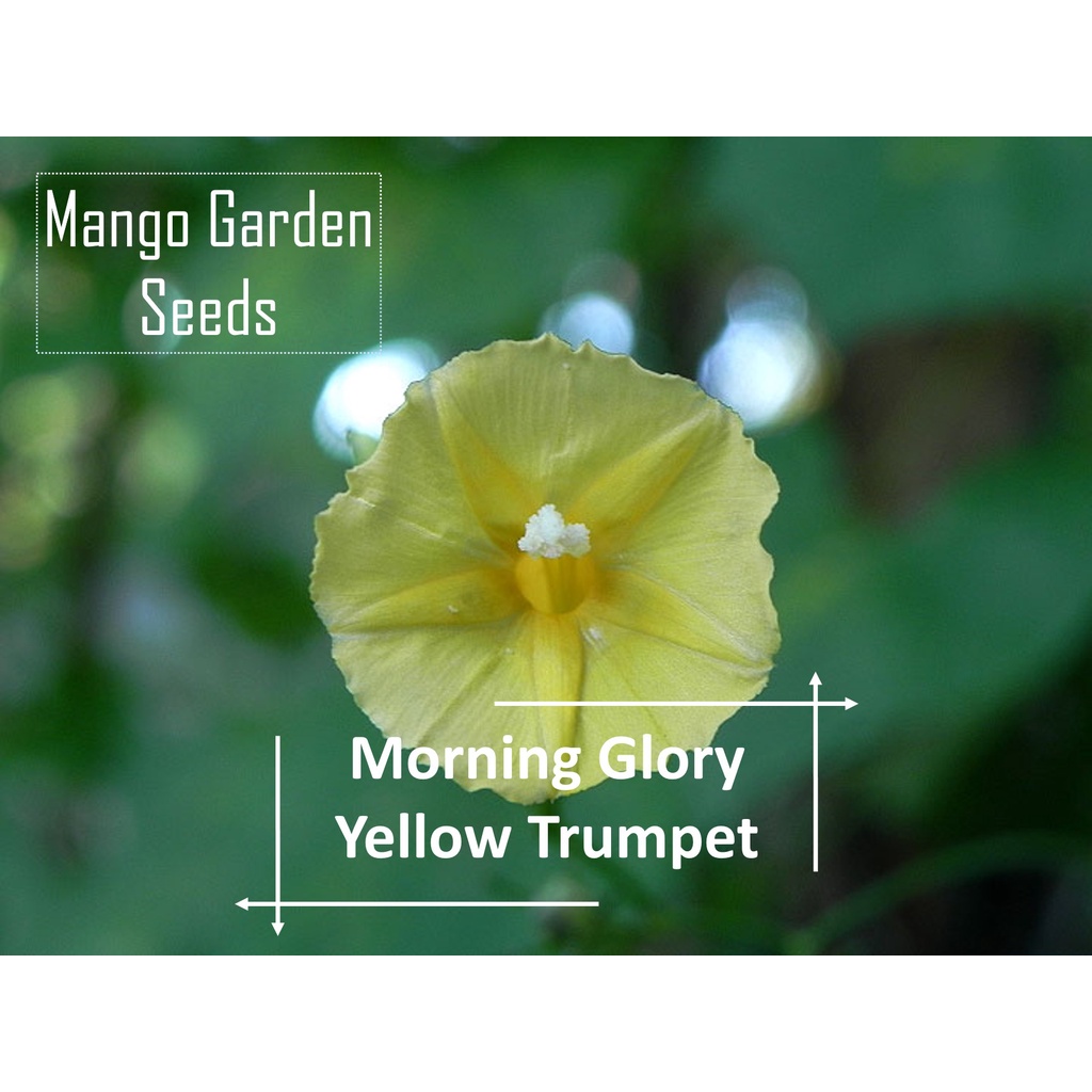 Yellow Trumpet Morning Glory Seeds - 10 Seed *Pot Friendly* Tanam Pasu ...